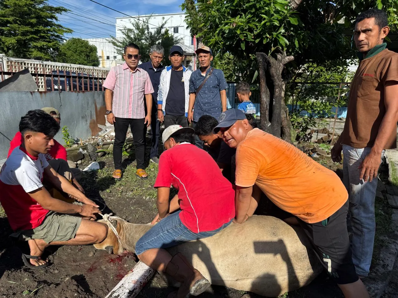 PWPM Distribusikan Daging Qurban Bantuan Wali Kota Medan