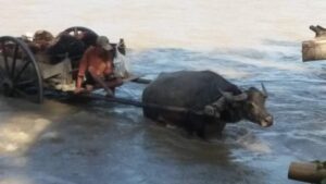 Menyambung Hidup, Tiga Bersaudara Arungi Sungai Barumun Dengan Gerobak Kerbau