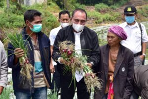 Edy Rahmayadi Panen Bawang Merah, Kentang Lokasi Food Estate