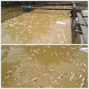 Banjir Lumpur, Ribuan Ikan Mati Di Pulau Banyak