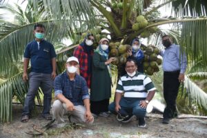 Kelapa Genjah Pandan Wangi Laris Manis. Layak Dikembangkan 