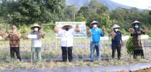 Pembangunan Sektor Pertanian Salah Satu Prioritas Tapanuli Selatan