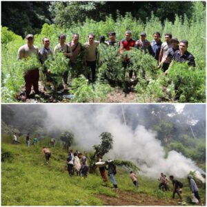 Polda Sumut Musnahkan Dua Hektar Ladang Ganja di Pegunungan Tor Mangompang