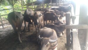 Di Batu Bara, Kerbau dan Lembu Lahir Prematur 