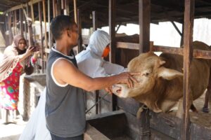 Pemko Tebing Tinggi Vaksinasi Hewan Ternak