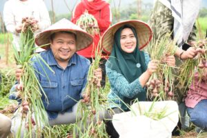 Bupati Dolly dan Ketua PKK Panen Perdana Bawang Merah