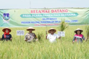 Pj Walikota Tinggi Tinggi Panen Padi Bersama