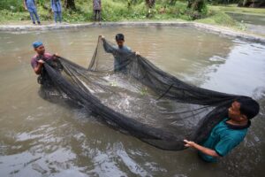 Inalum Budidaya Ikan Dewa “Jurung” Asahan.